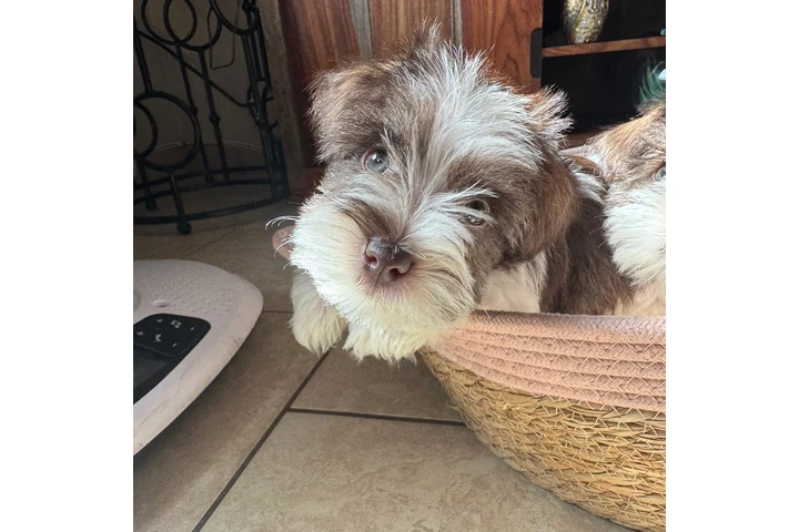 $1200 : Mini schnauzer image 2