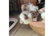 $1200 : Mini schnauzer thumbnail