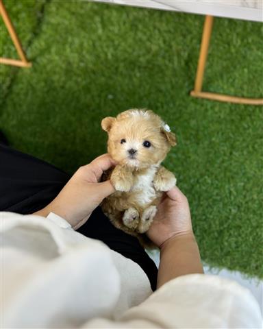 $350 : MALTIPOO EN VENTA image 2