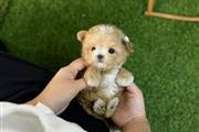 $350 : MALTIPOO EN VENTA thumbnail