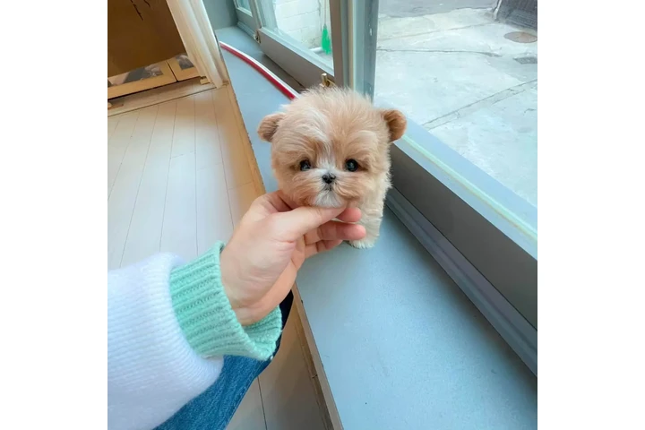 $350 : maltipoo image 2