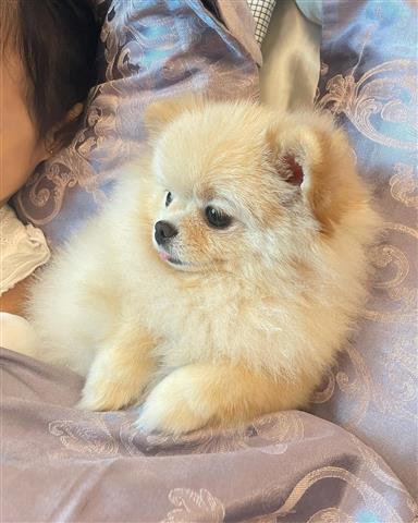 $320 : Little Pomsky Pups available image 2