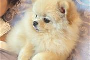 $320 : Little Pomsky Pups available thumbnail