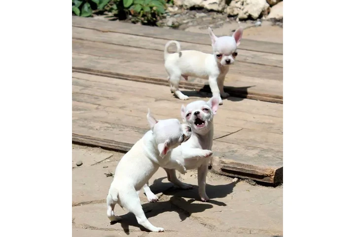 Preciosos cachorros chihuahua image 1
