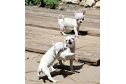 Preciosos cachorros chihuahua en Anchorage