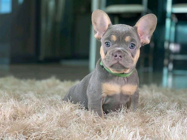 $400 : adorable French Bulldog Puppi image 2