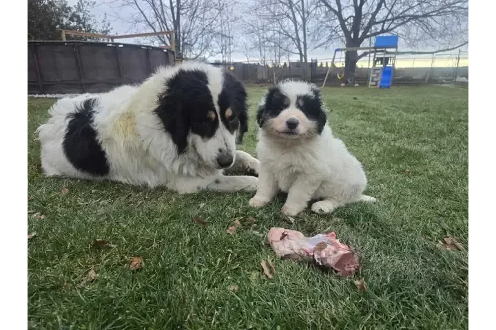 $1000 : Adorable Male Tornjak Puppy image 6
