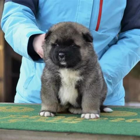 $700 : Akita puppies for adoption image 2