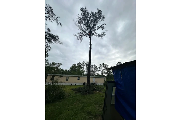 Professional Tree Services image 5