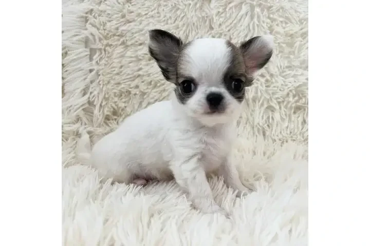 $350 : Cachorros Chihuahua en venta image 3