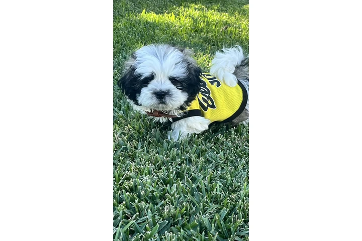 $750 : Shih tzu image 2