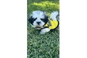 $750 : Shih tzu thumbnail