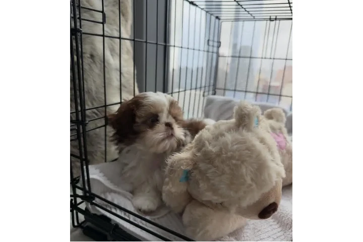 $387 : Shih Tzu for homing image 3