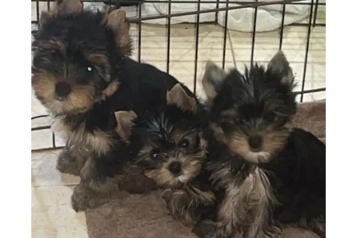 $450 : Cachorros Yorky image 3