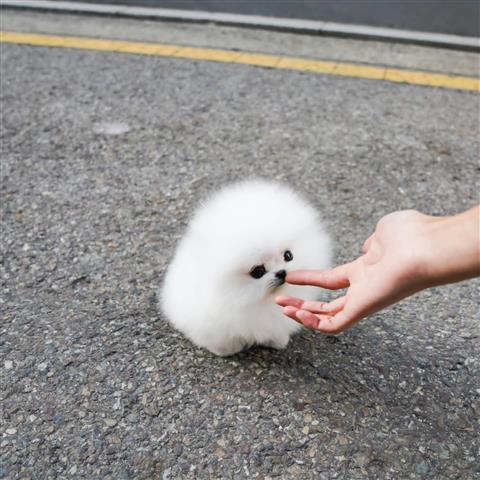 $250 : Pomeranian puppies image 6