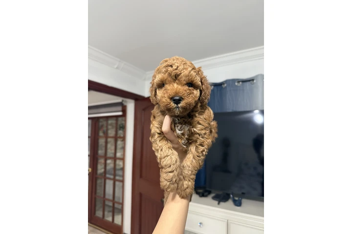 $2000 : Poodle image 1