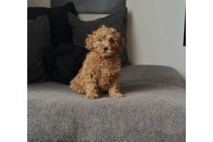 $510 : Cavapoo Puppies For Sale image 3