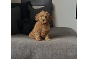 $510 : Cavapoo Puppies For Sale thumbnail