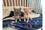 $800 : Short-haired chihuahua puppesi thumbnail