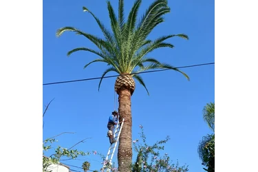 Professional Tree & Lawn Care en Los Angeles