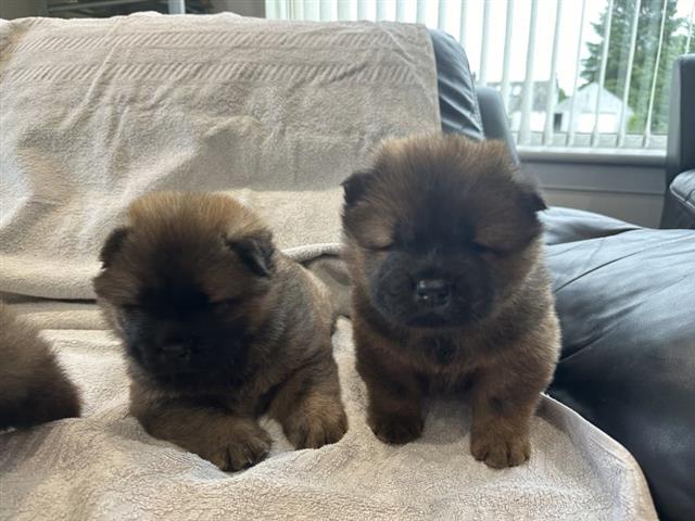 $500 : Cachorros Chow Chow disponible image 2