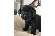 Loving puppies for homes en Seattle