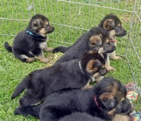 $500 : German shepherd puppy for sale image 1