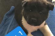 4 Gorgeous Akita Puppies For S thumbnail