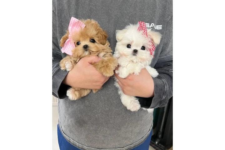 $350 : MALTIPOO EN VENTA image 2