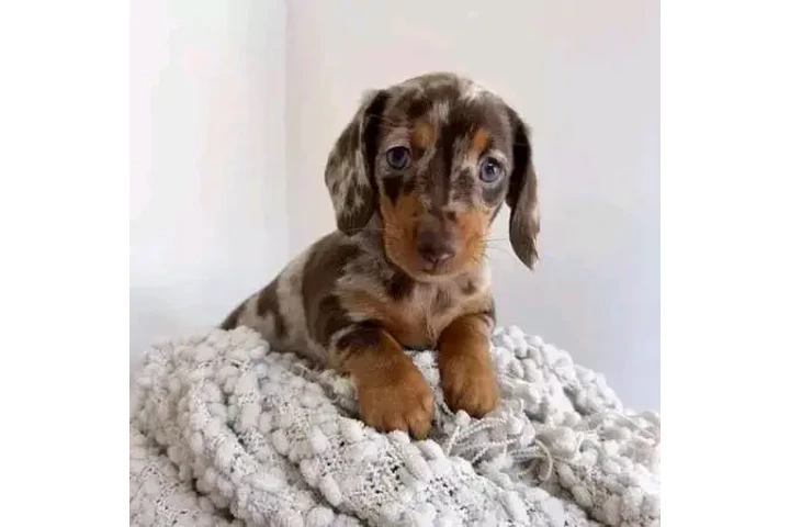 $600 : Dachshund puppy for sale image 5