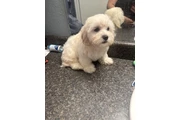 $200 : En venta bichon maltes thumbnail