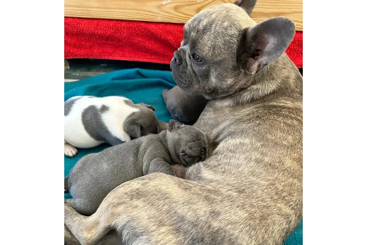 $350 : Cachorros Bulldog Francés image 4
