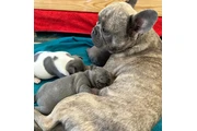 $350 : Cachorros Bulldog Francés thumbnail