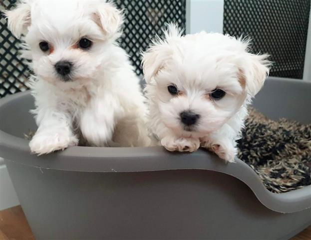 $500 : Pequeños cachorros malteses image 2