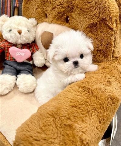 $300 : Teacup Maltese for sell image 2