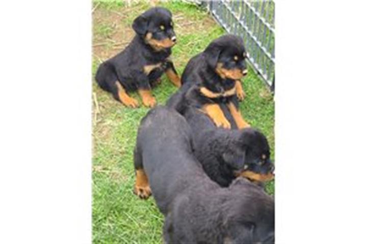 $650 : Sweet & playful Rottweiler image 1