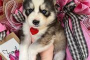 $400 : Siberian Husky Puppies thumbnail