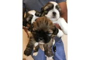 Cachorros de Shih Tzu en Los Angeles
