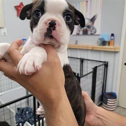 $350 : Boston Terrier puppies image 2