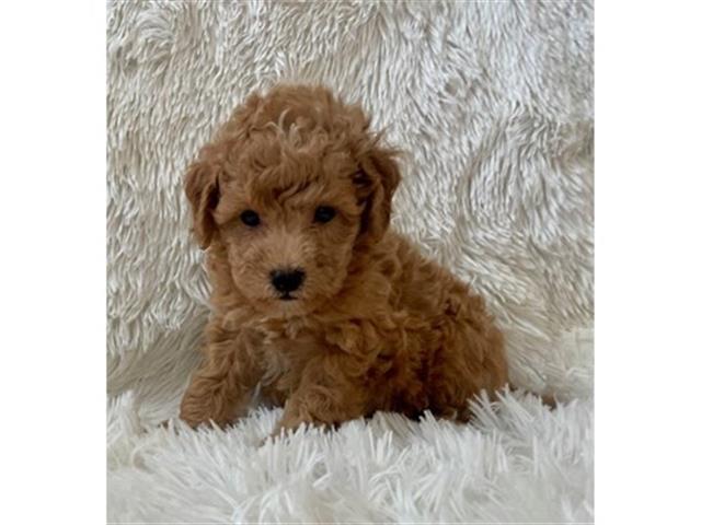 $350 : Cachorro Maltipoo en venta image 1