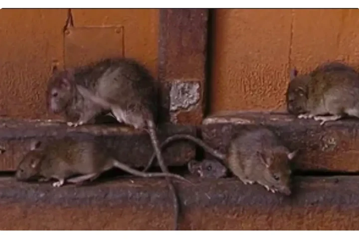 pest control.Contro de plagas1 image 5