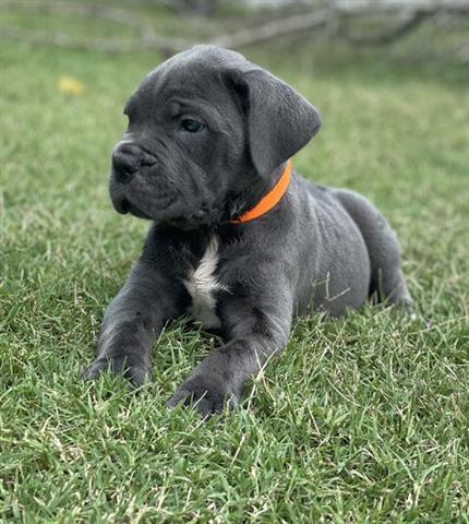 $300 : Cane Corso puppies for sale image 3