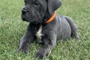 $300 : Cane Corso puppies for sale thumbnail