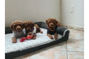 $1 : Labradoodles puppies thumbnail