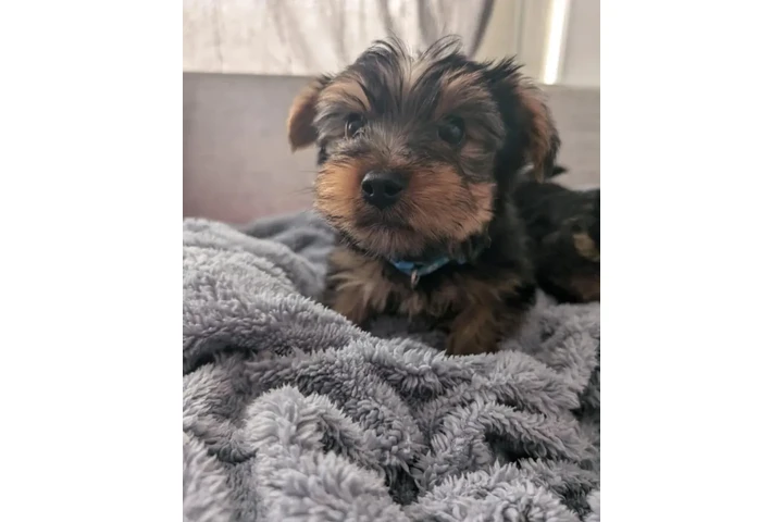 $300 : Yorkie Male And Female image 2