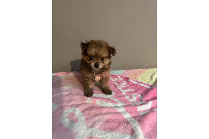 🐶 PERRITOS EN VENTA 🐶 image 2