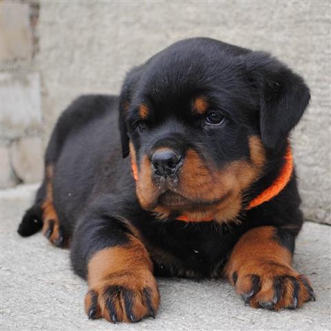 $600 : Cachorros rottweiler para adop image 1