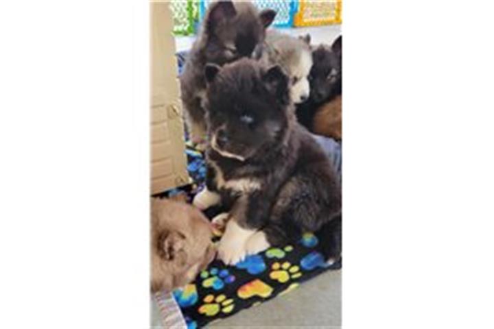 $500 : Sweet Siberian Husky Puppies image 1