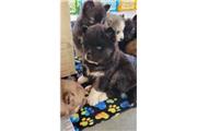 $500 : Sweet Siberian Husky Puppies thumbnail