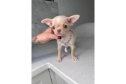 $300 : Teacup Chihuahua puppies thumbnail